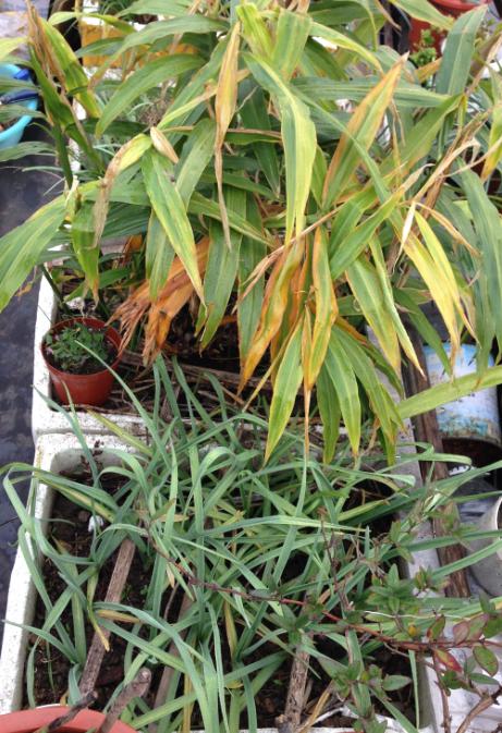 家庭盆栽生姜的种植方法,盆栽生姜种植时间和步骤