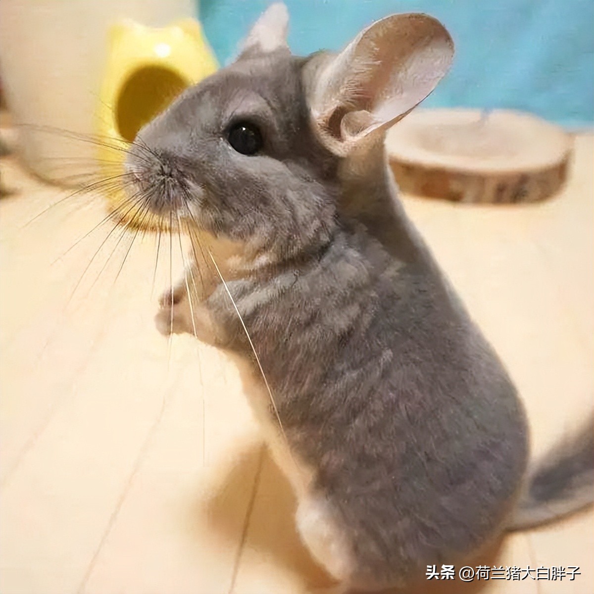 宠物龙猫怎么养得好看图片,养龙猫好还是仓鼠