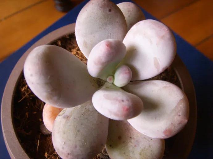 星美人,星美人怎么养