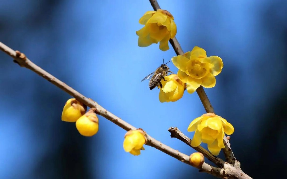 天津赏花地点推荐最近,天津赏花全攻略