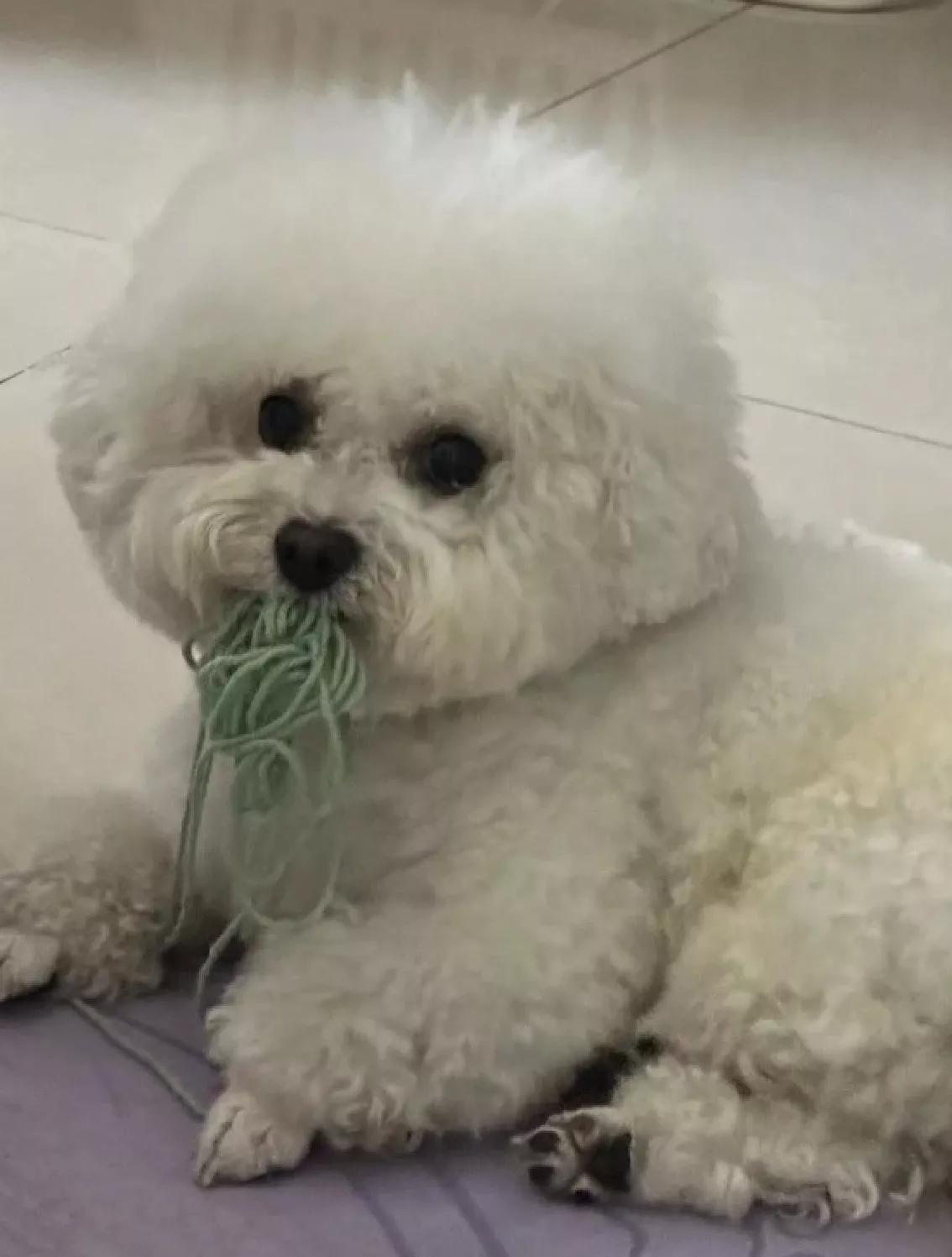 狗狗要命的病,狗狗中毒几天不死就能挺过来