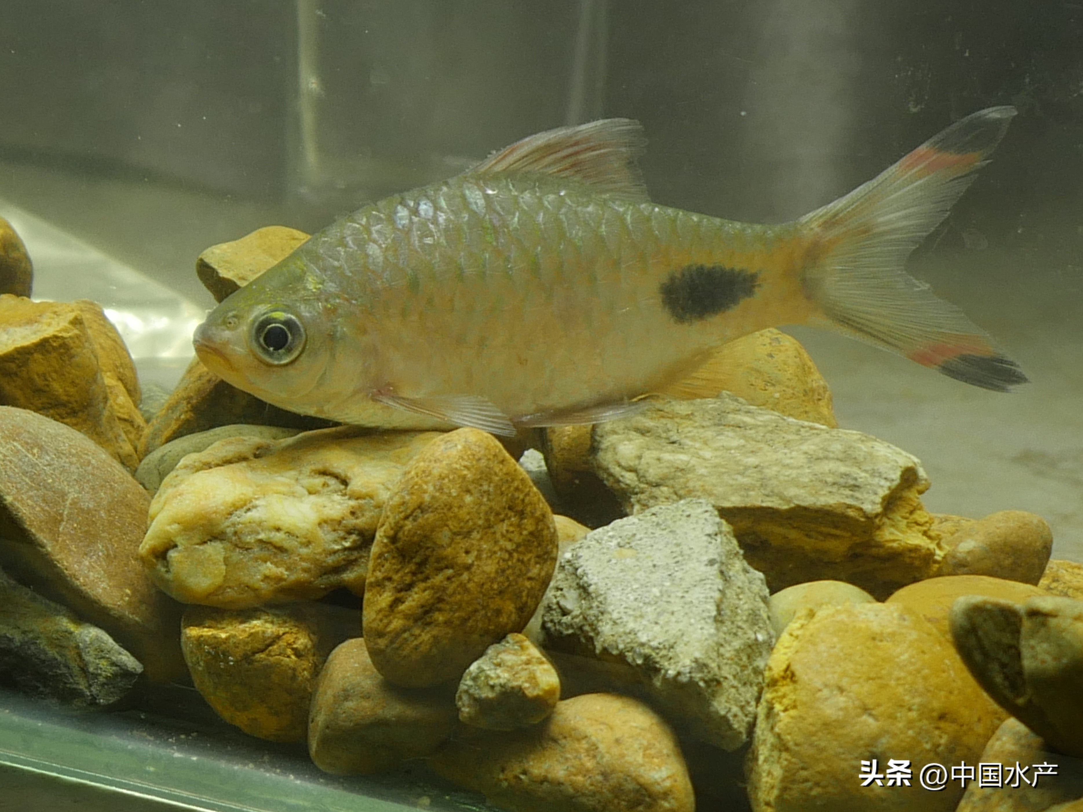 水生外来物种入侵防控工作方案,水生动物防疫