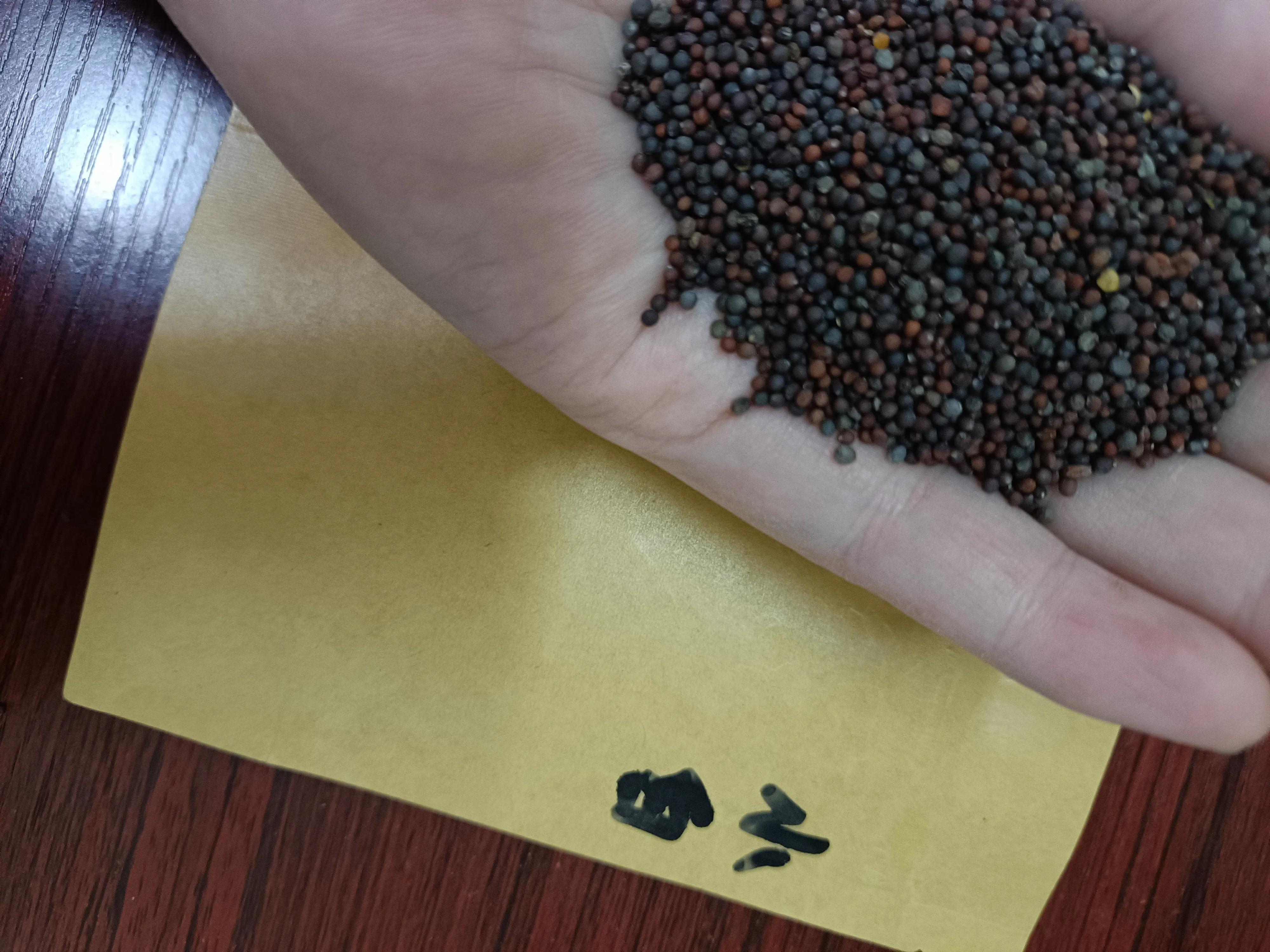 菜地菜种子怎么种,买的蔬菜种子第二年如何留种