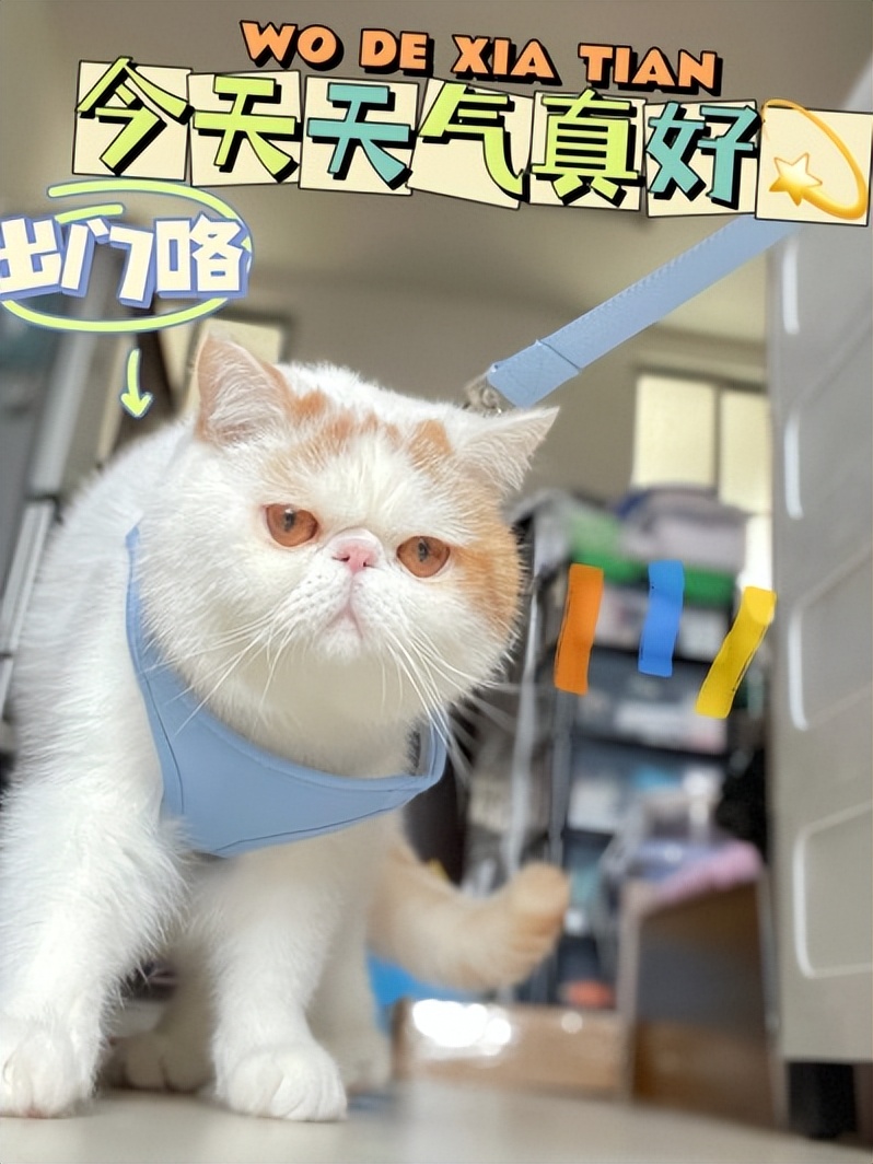 肥猫宠物猫砂推荐,猫咪博主推荐猫砂