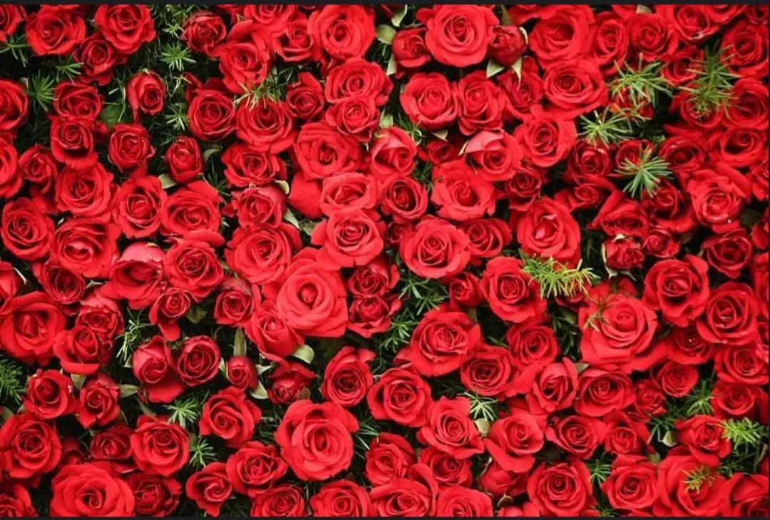 玫瑰花的养颜配方,好吃又香的玫瑰花