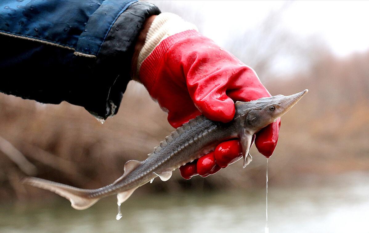 世界上发现的最大鳇鱼,黑龙江大鳇鱼是国家保护动物吗