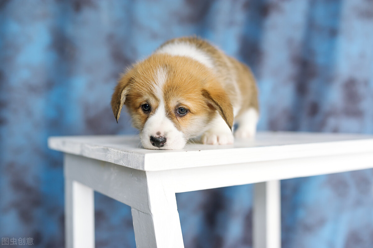 托运宠物去哪里托运,宠物托运到美国攻略