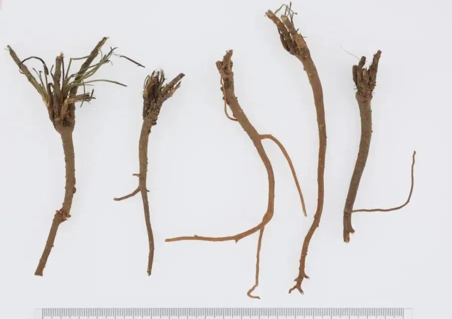 中药鉴定真假找谁,柴胡真假优劣鉴别