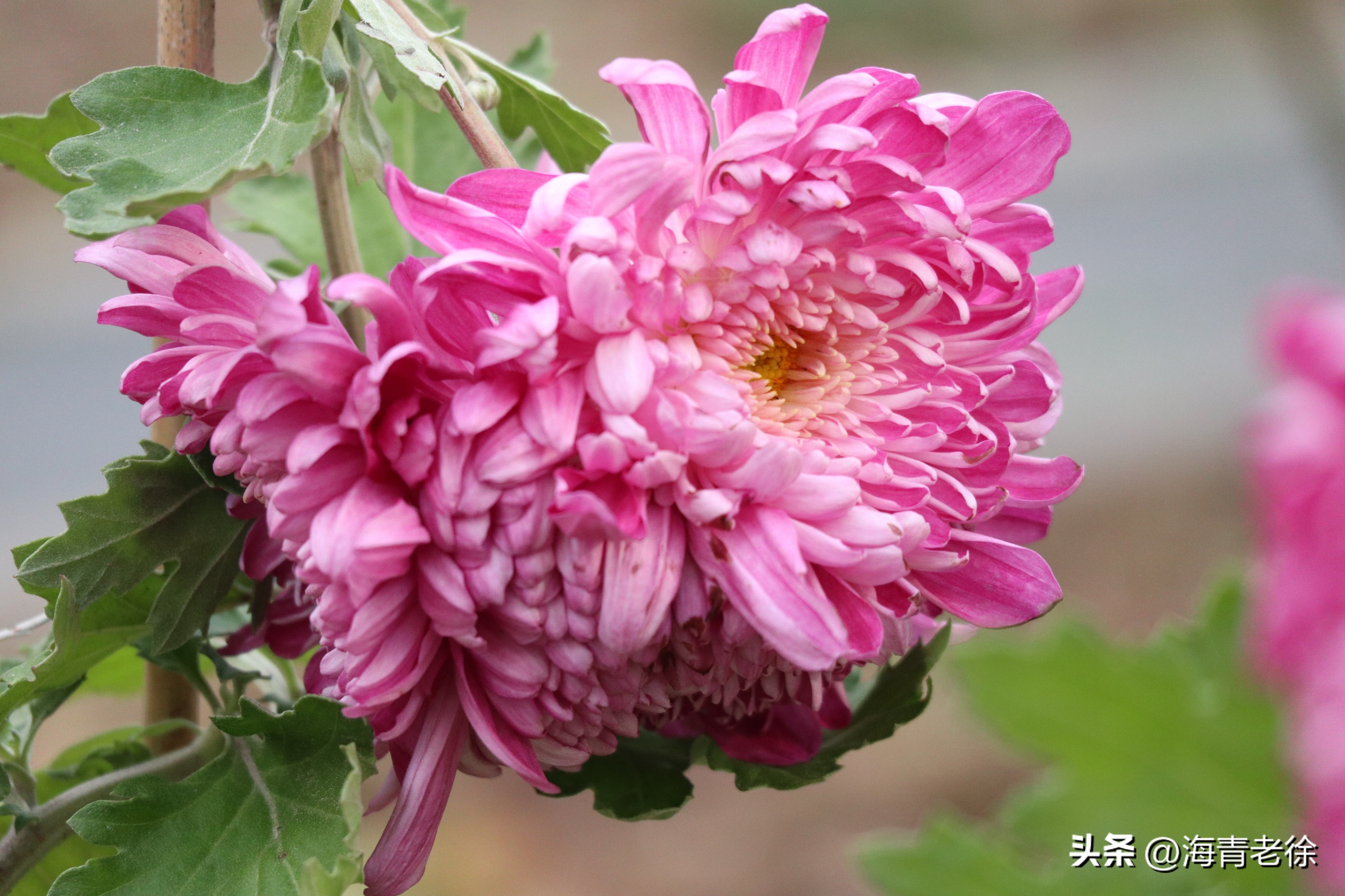 描写菊花凌霜绽妍的诗句,中国十大名花梅花图