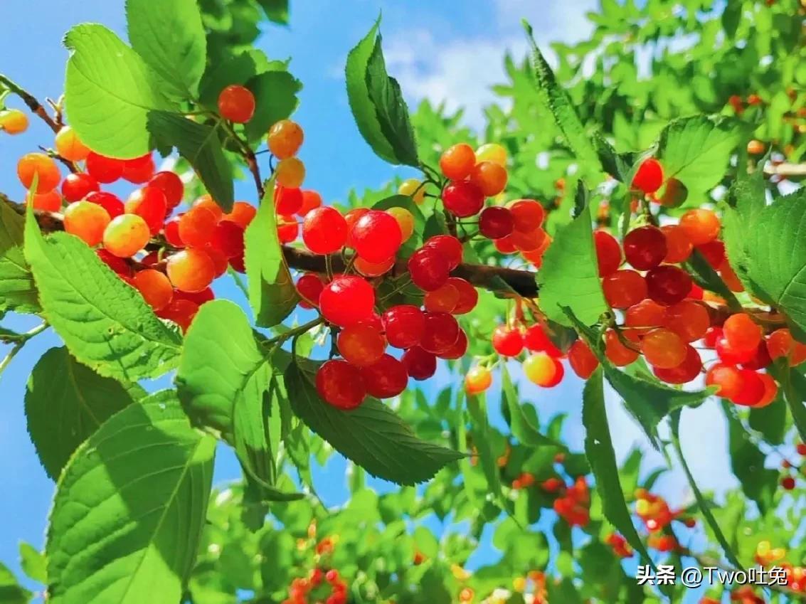 车厘子和樱桃可以有什么区别,车厘子和樱桃到底有什么区别呢