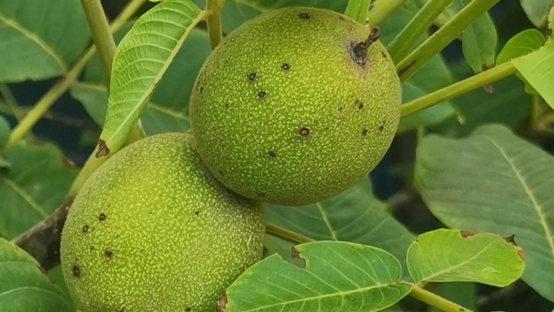吃个鲜核桃真不容易,吃鲜核桃的季节到了