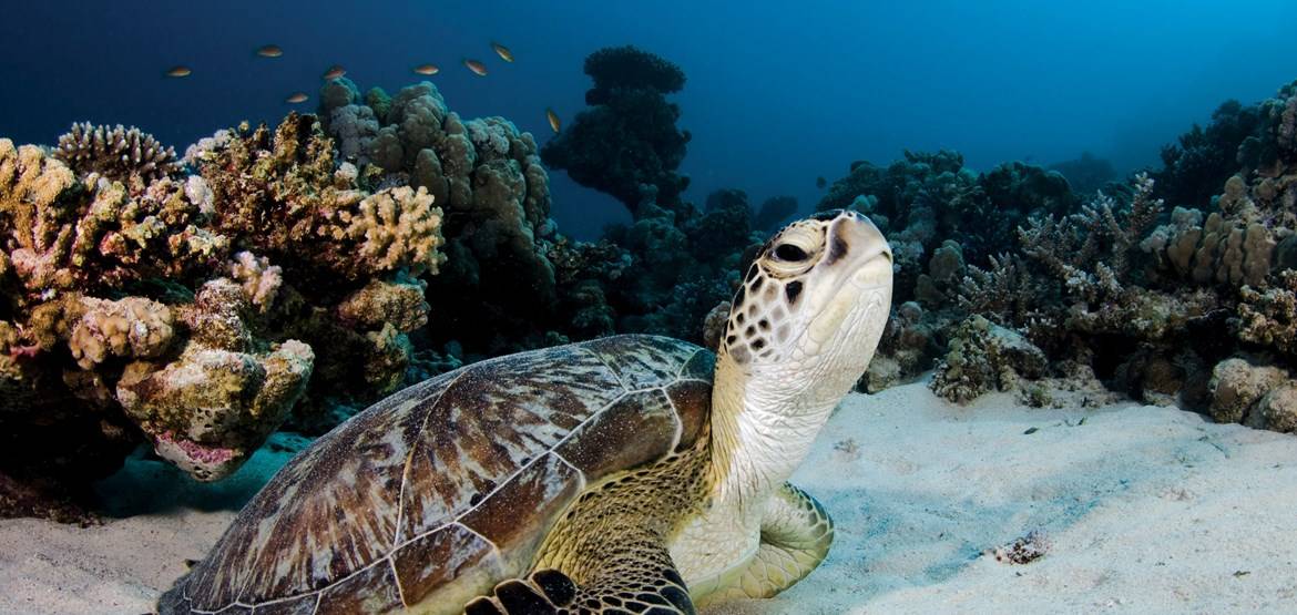海滩冬季游玩攻略,冬季大梅沙海滩攻略