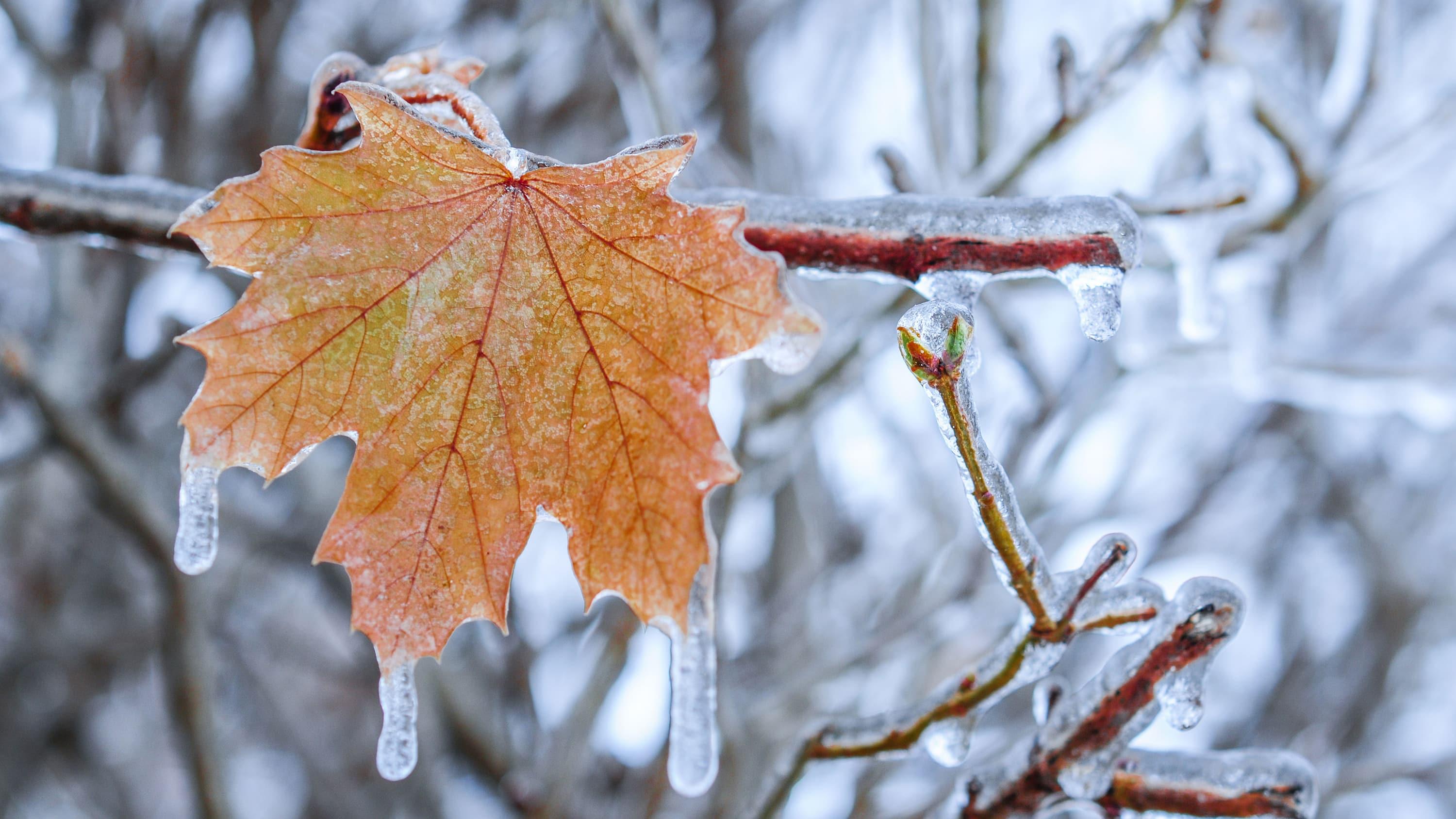 移民加拿大的标准和要求,加拿大移民哪个城市比较好