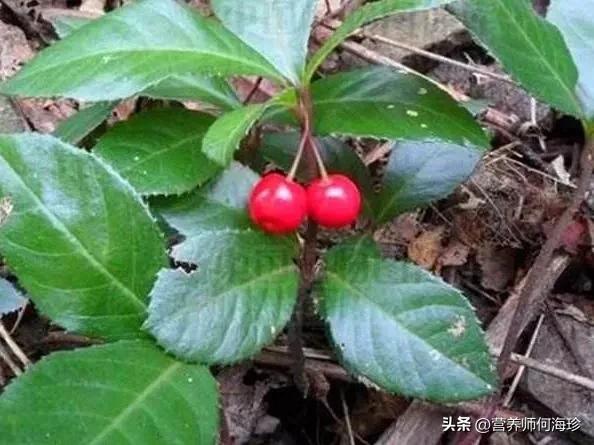 矮脚茶还叫什么名字,矮脚茶属于什么茶