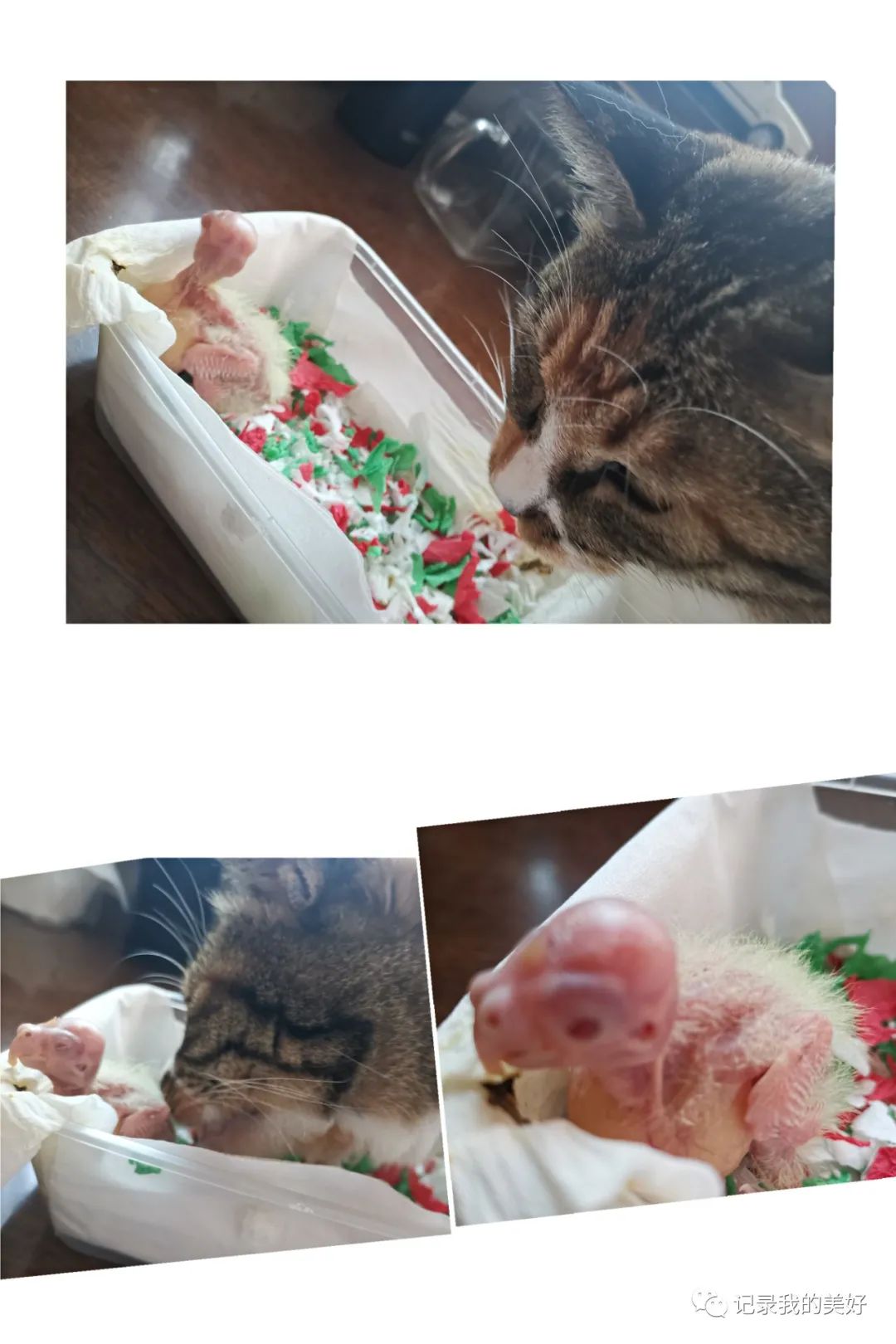 金丝雀驯养手册5,玄凤鹦鹉养成攻略