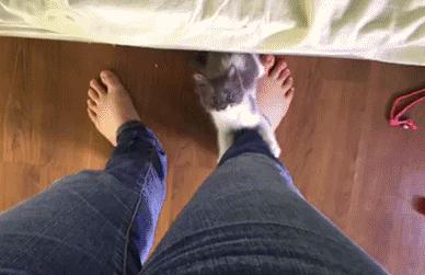 救命！猫咪太黏我了怎么办？