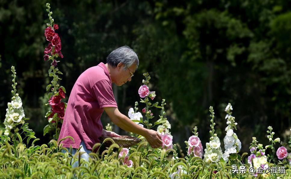 活动预告｜一朵故乡花的世界之旅