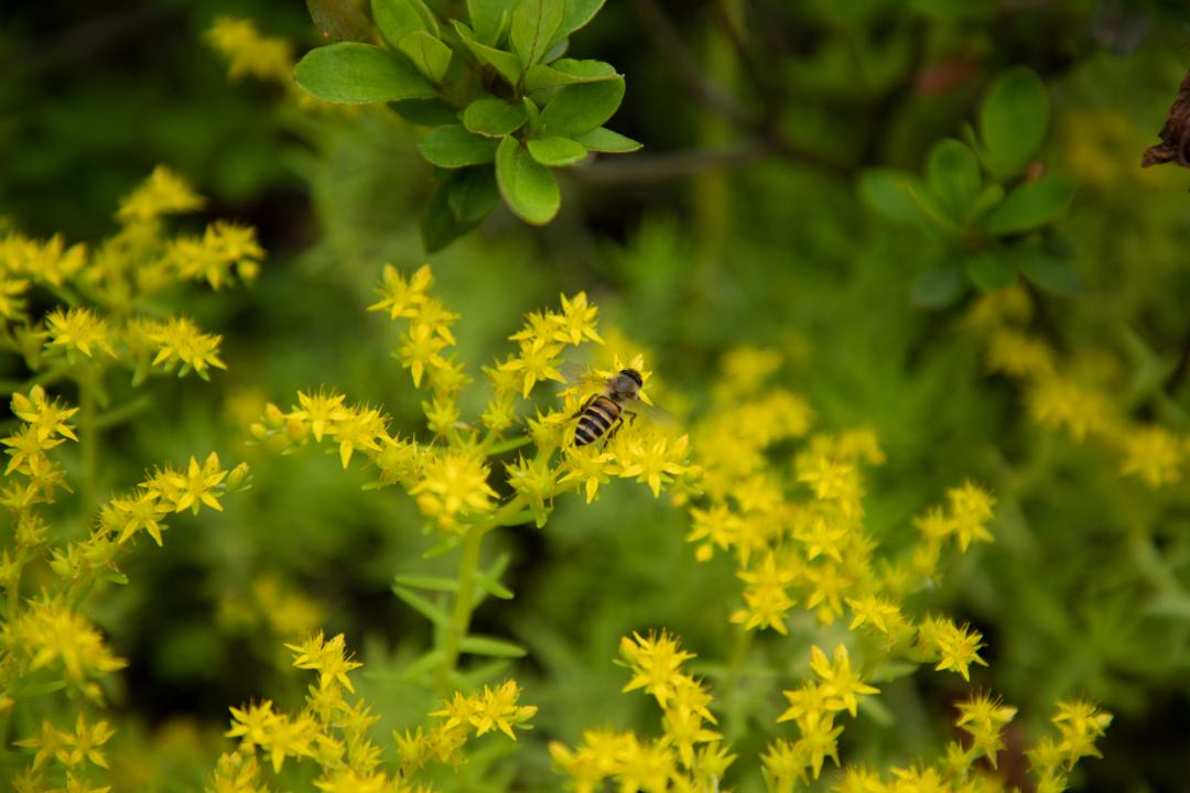 暮春吟全诗的诗意,感遇兰叶春的诗意