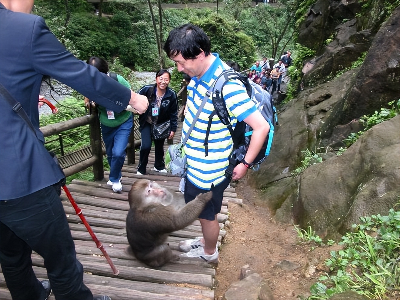 峨眉山“人猴大战”频发，路过的狗都得挨巴掌，这些猴子怎么了？