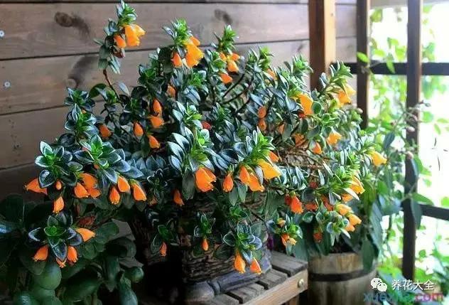 红色金鱼吊兰怎样表示要开花,金鱼吊兰开花初期是什么样子