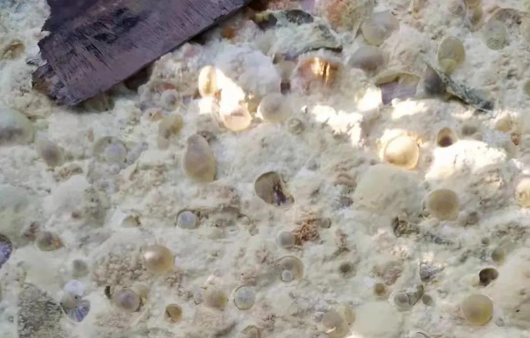 怎么知道花生麸发酵失败了,酵素发酵花生麸