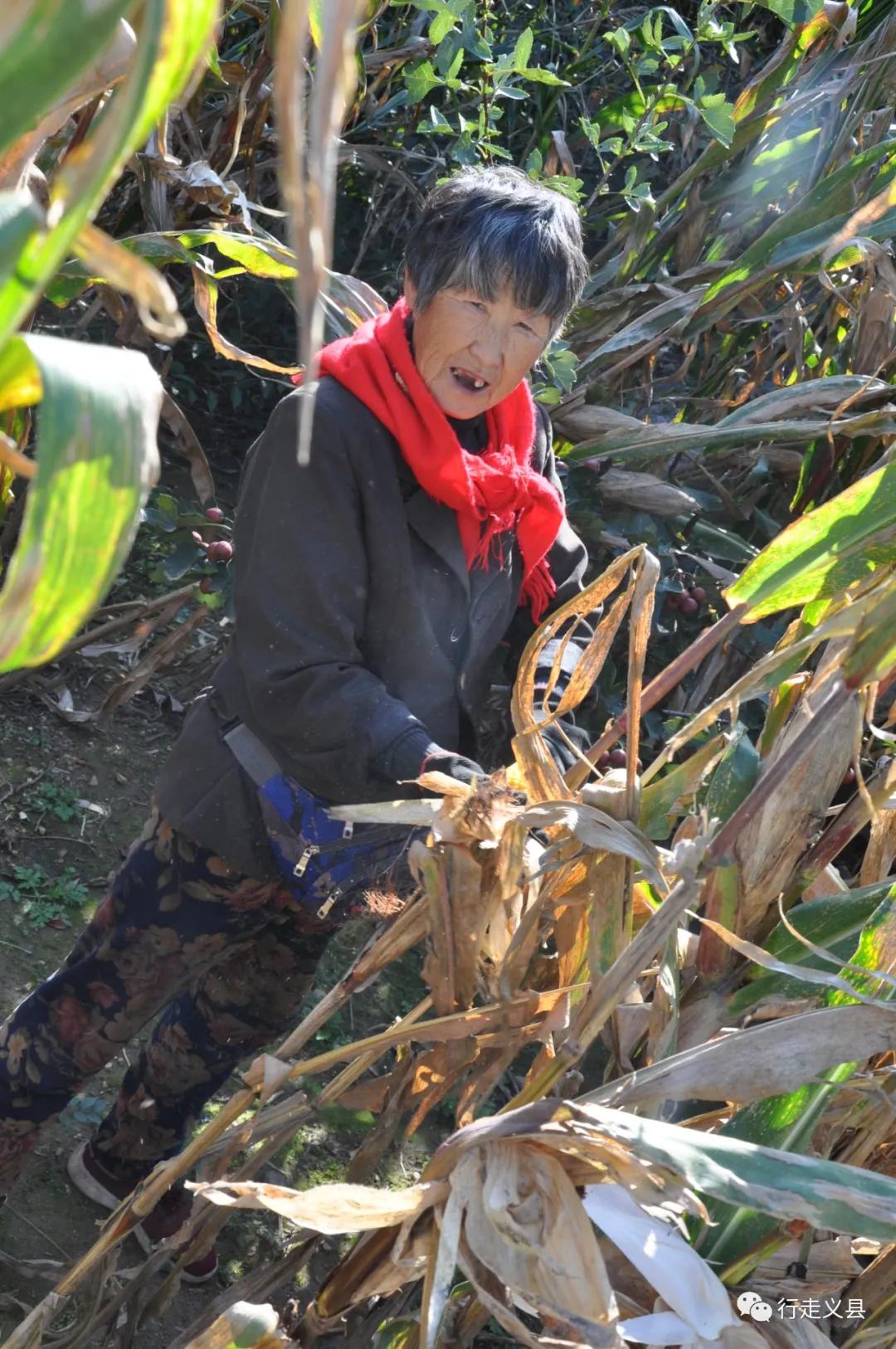 金秋十月看万山红遍层林尽染,金秋十月看红叶的诗句