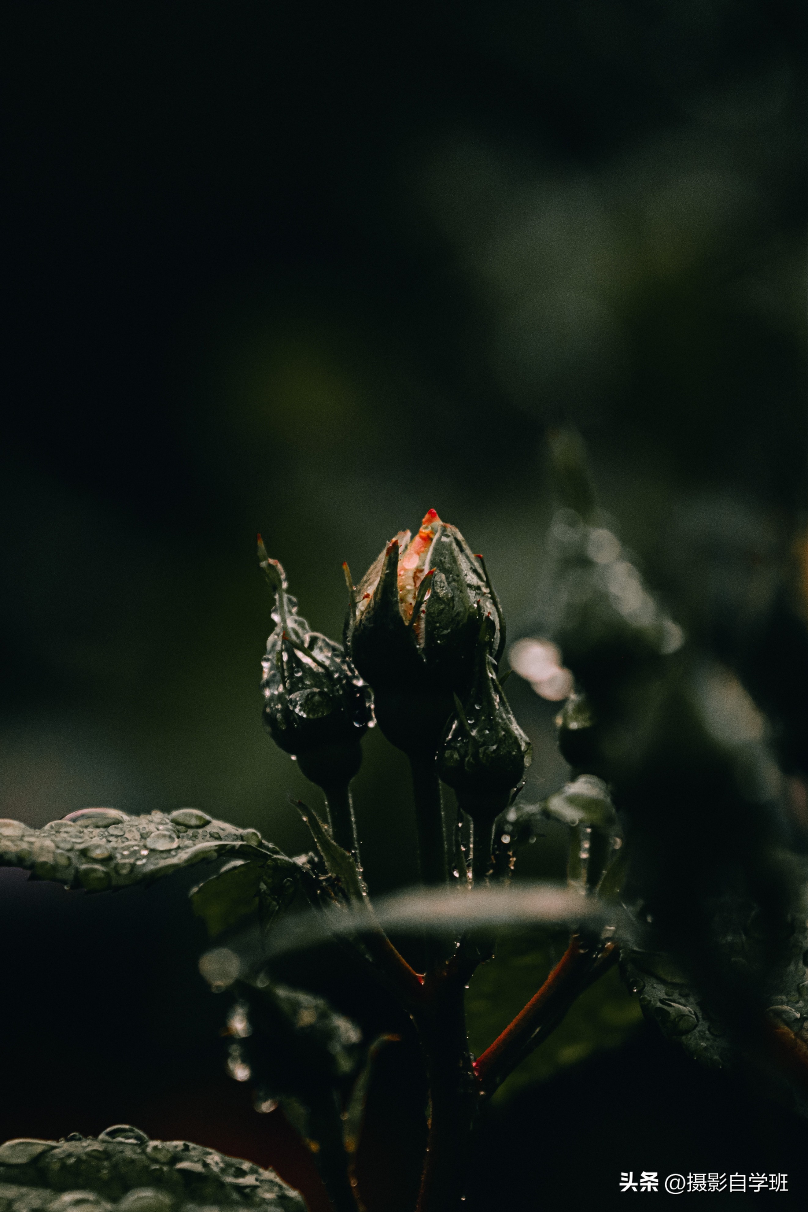 手机拍摄花朵怎么把背景变成黑色,安卓手机怎样拍摄花朵黑背景