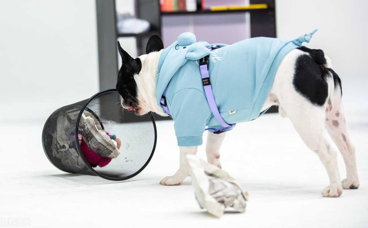 养陨石边牧注意事项,养边牧狗狗的十大禁忌