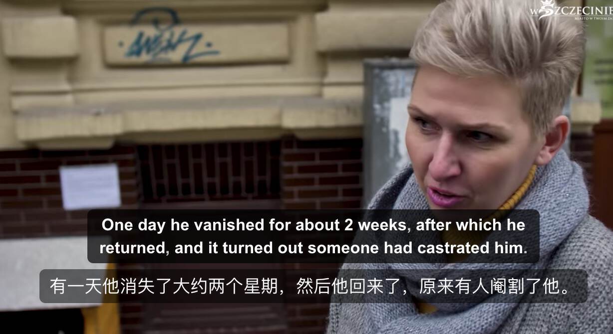 波兰一流浪猫成5星旅游景点,一只流浪的大肥猫