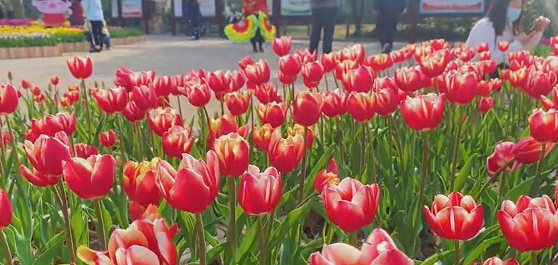 郑州七月份适合带孩子去哪旅游,郑州周边五一适合去哪旅游带孩子