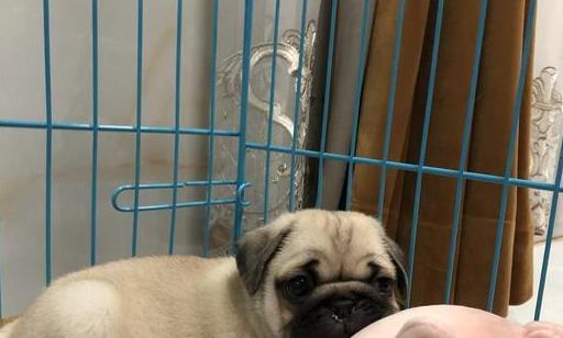 养好巴哥犬的5个技巧,养巴哥犬该注意些什么