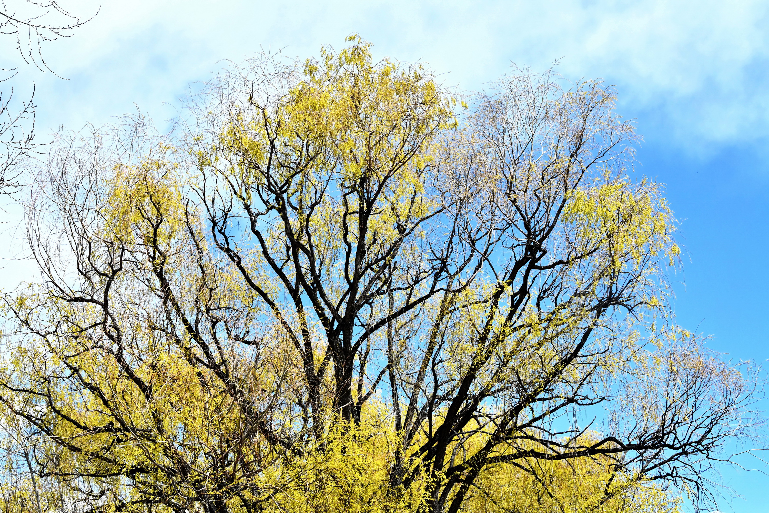 雪域林芝桃花图片 (在雪域江南西藏林芝邂逅漫山桃花)