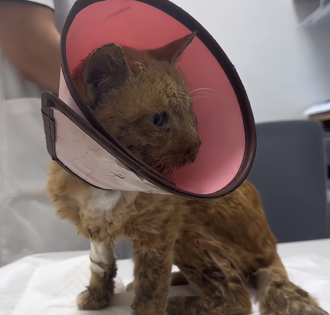 流浪猫眼睛受伤覆盖了一层蓝膜,流浪猫眼睛被糊