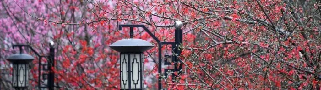 祝贺!绵阳南山中学王小波老师荣获绵阳市“先进工作者”荣誉称号