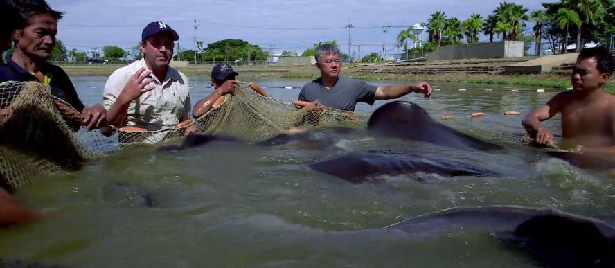 打捞巨型魟鱼,巨大魟鱼