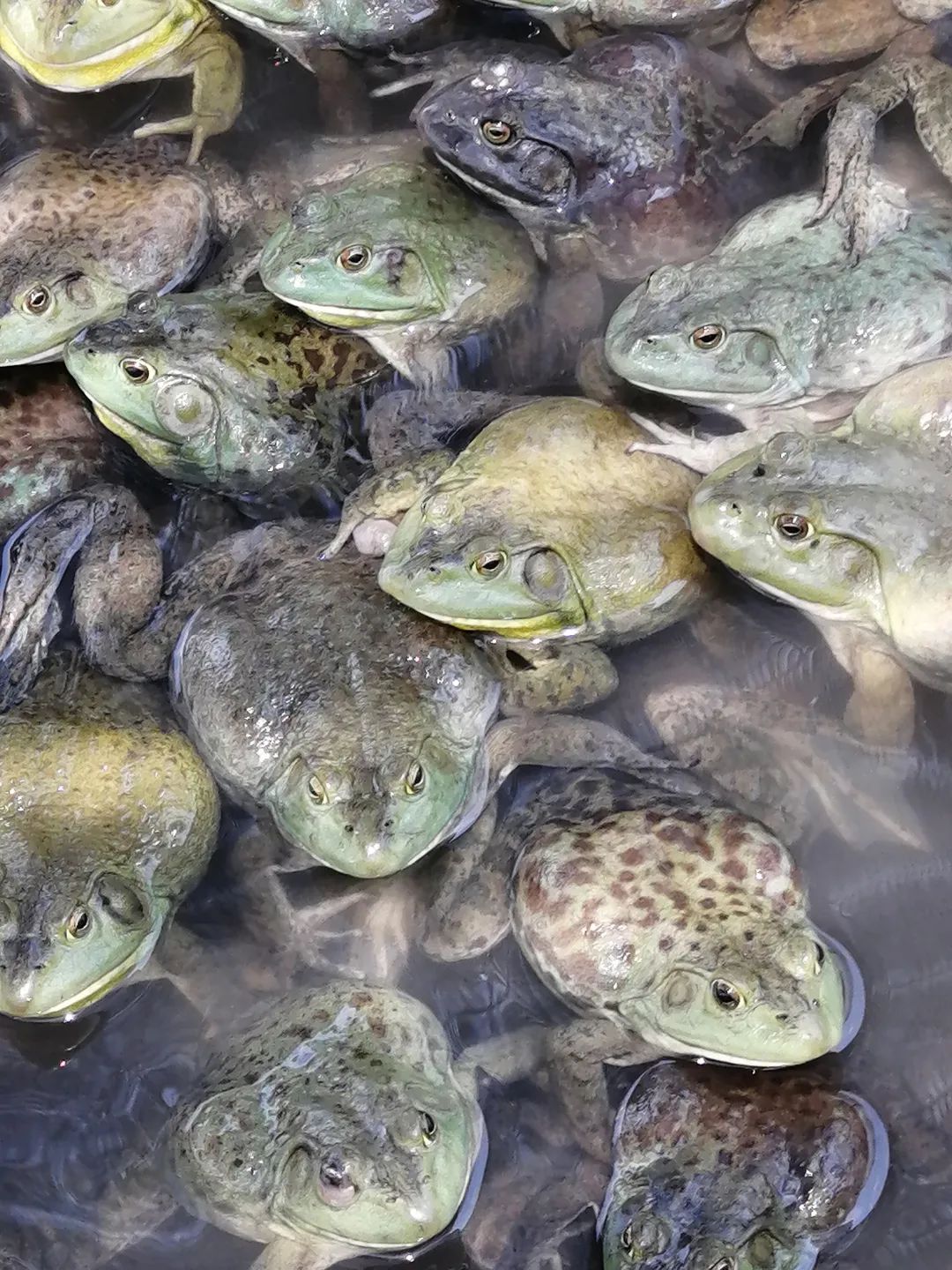 最新牛蛙养殖规模,牛蛙养殖利润分析图