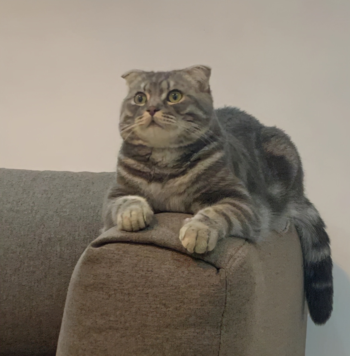 折耳猫不吃东西一直喝水,折耳猫宠物猫腿瘸了怎么办