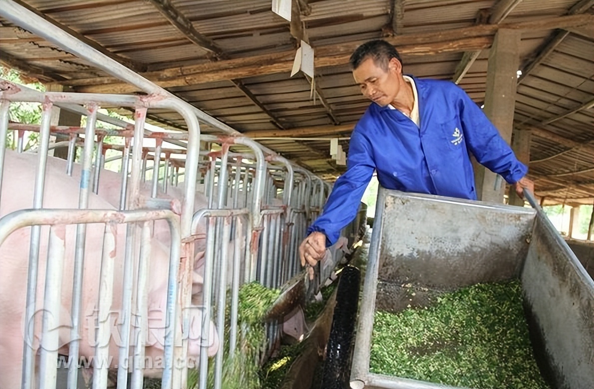 加强型活力99生酵剂—以高浓度乳酸菌，更好用的专业益生菌发酵剂
