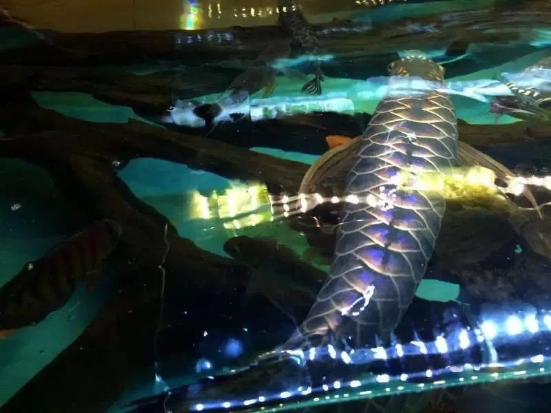 水族爱好者龙鱼,马来买的龙鱼如何带回国内