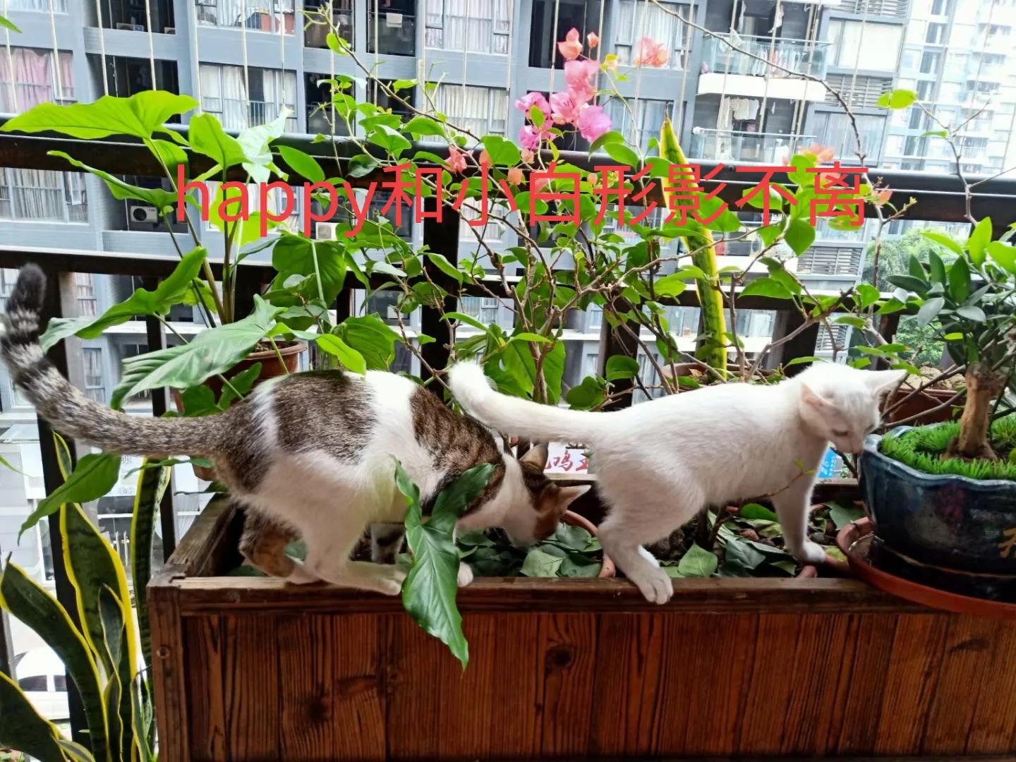 happy鎴戠殑濂冲鎻掓洸,浣爃appy鎴戜篃happy