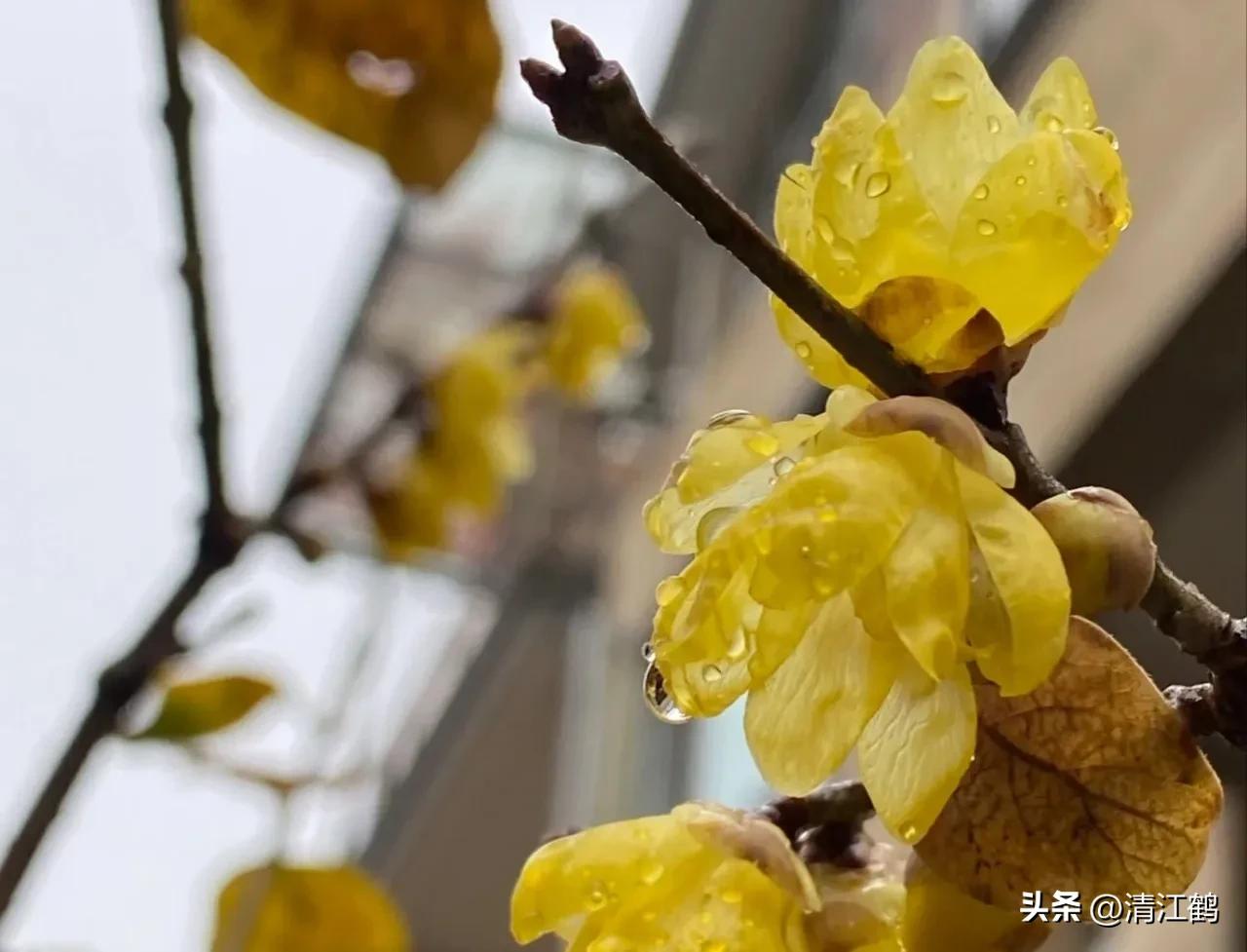 腊梅病虫害图片,腊梅病害