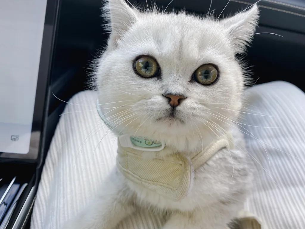 养宠物的利与弊观点,养宠物是弊大于利