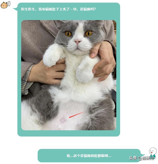 你见过猫咪吞口水吗,猫咪有肚脐眼吗