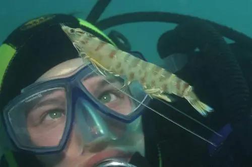 精油的毒性,微生物制剂在对虾应用