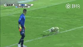 狗子突然冲进足球场，霸占足球中断比赛，但结局很可爱！