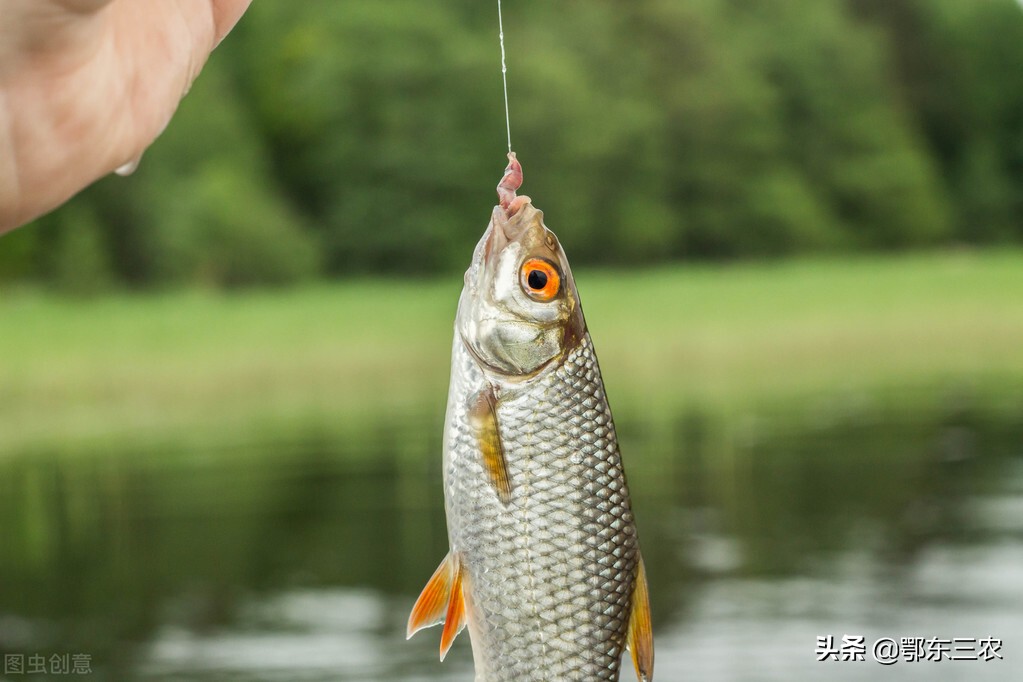 鱼塘里的鱼为什么钓不上来不开口,鱼塘的草鱼怎么钓不到