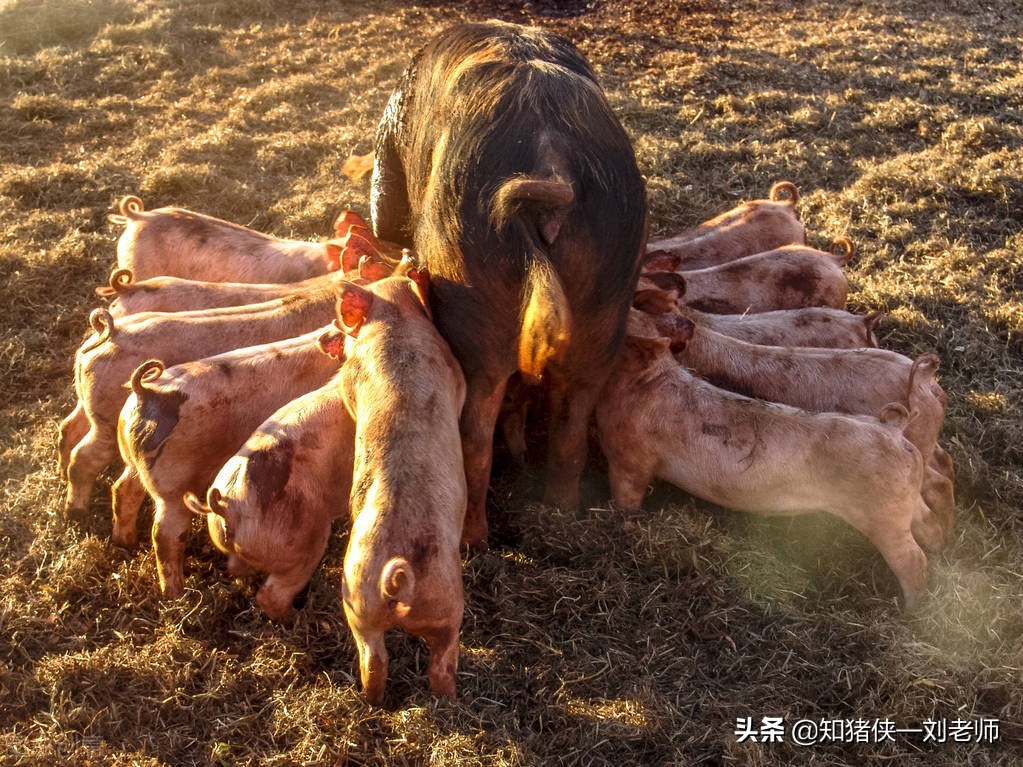 猪场所有猪突发全部拉稀,猪场治疗拉稀的药