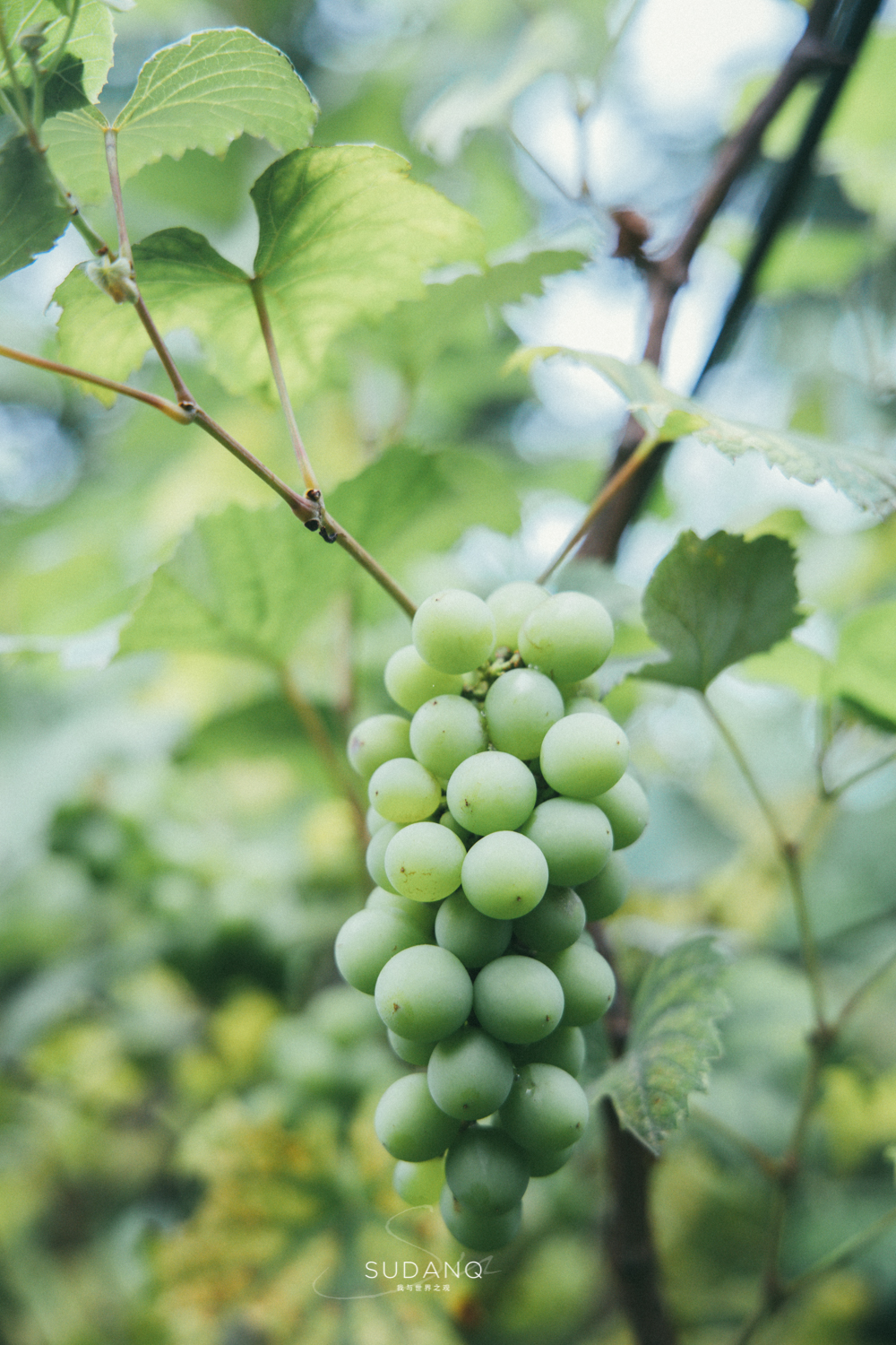 老重庆人的“网红生活”：画家资助老茶馆，大明星打卡旧书屋