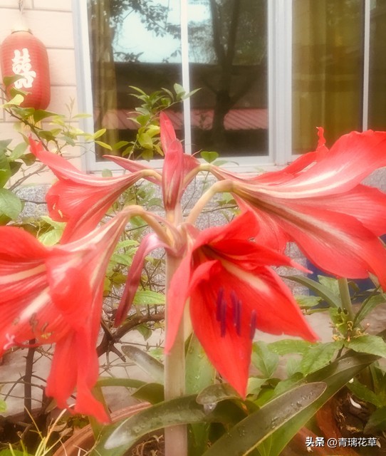 养花养成“花草杀手”，就养这些5种球根花，好看好养还有大用处