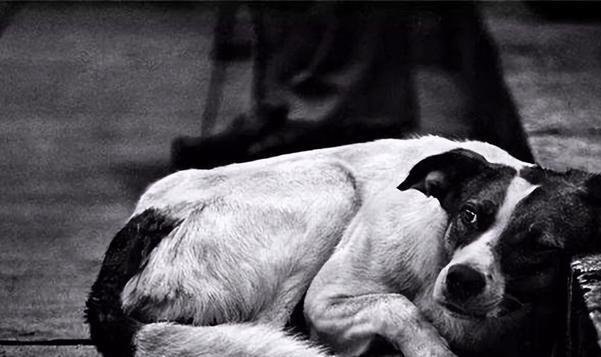 农村养狗是否违规,农村养狗扰民犯法吗